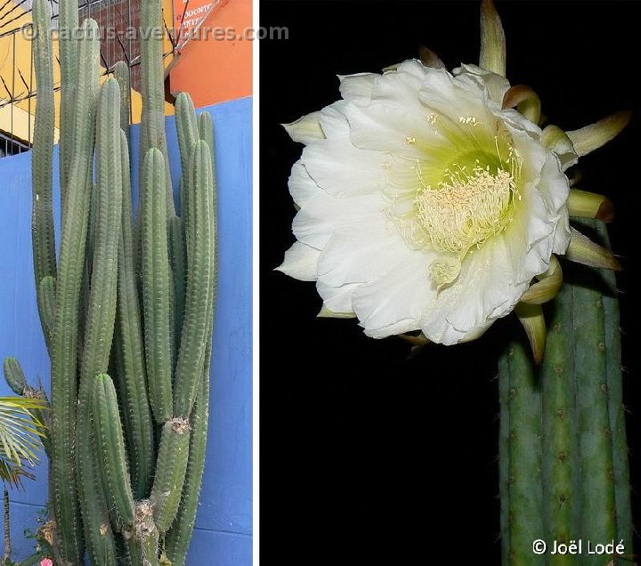 Trichocereus macrogonus ssp. pachanoi, Lima, Peru ©JL